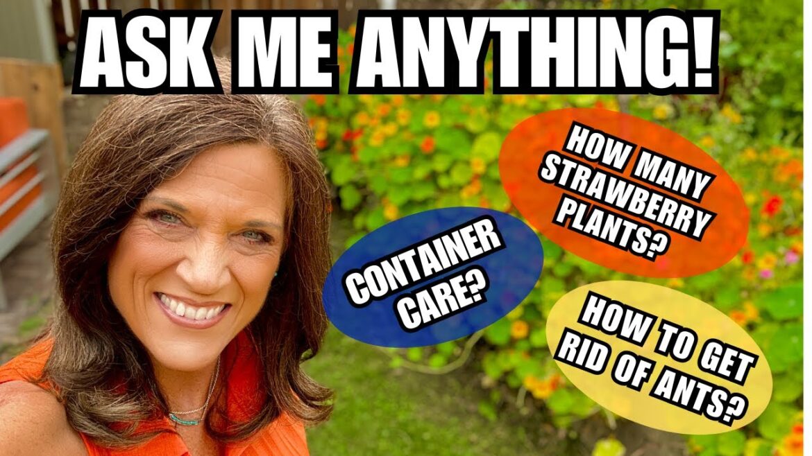 CaliKim: 🍓LIVE: Ask Me Anything! Container Care? How Many Strawberry Plants? Getting Rid of Ants? 🍓LIVE: Ask Me Anything! Container Care? How Many Strawberry Plants? Getting Rid of Ants?