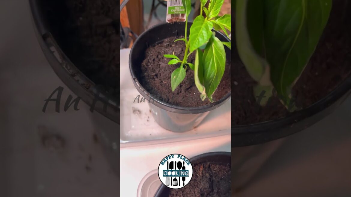 And So It Begins! Container Gardening