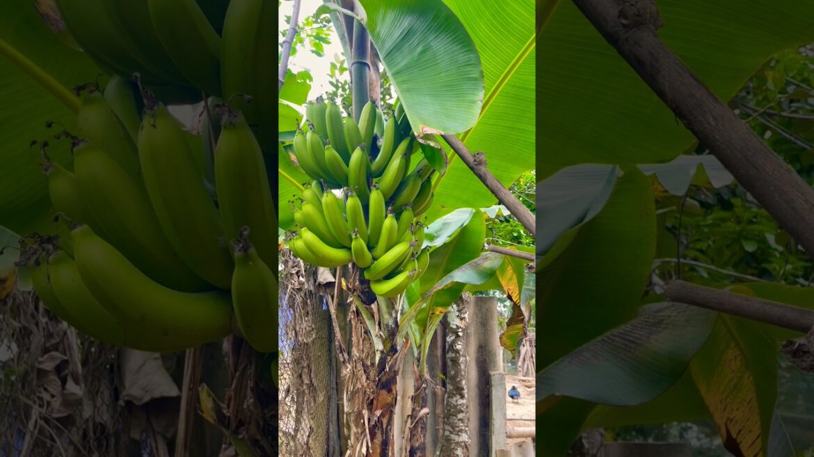 Cutting a lonely banana in the fruit garden#trending #cutting #fruit #amazing #garden #farm