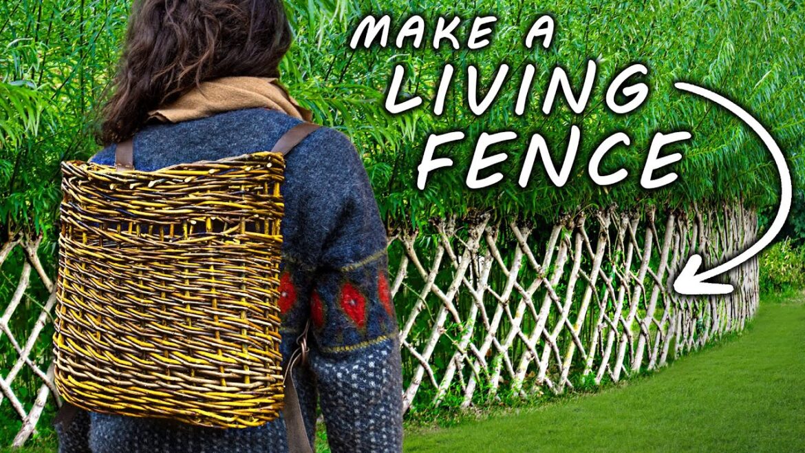 Is This the Most Useful Plant on EARTH? Is This the Most Useful Plant on EARTH?