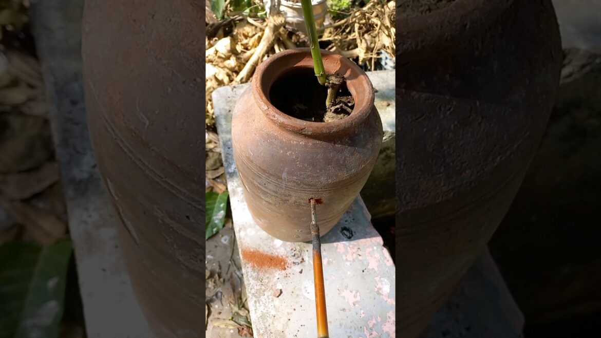 bonsai in matki #ytshortsindia #bonsai #plants #indoorplantplantnursery #gardening videos bonsai in matki #ytshortsindia #bonsai #plants #indoorplantplantnursery #gardening videos