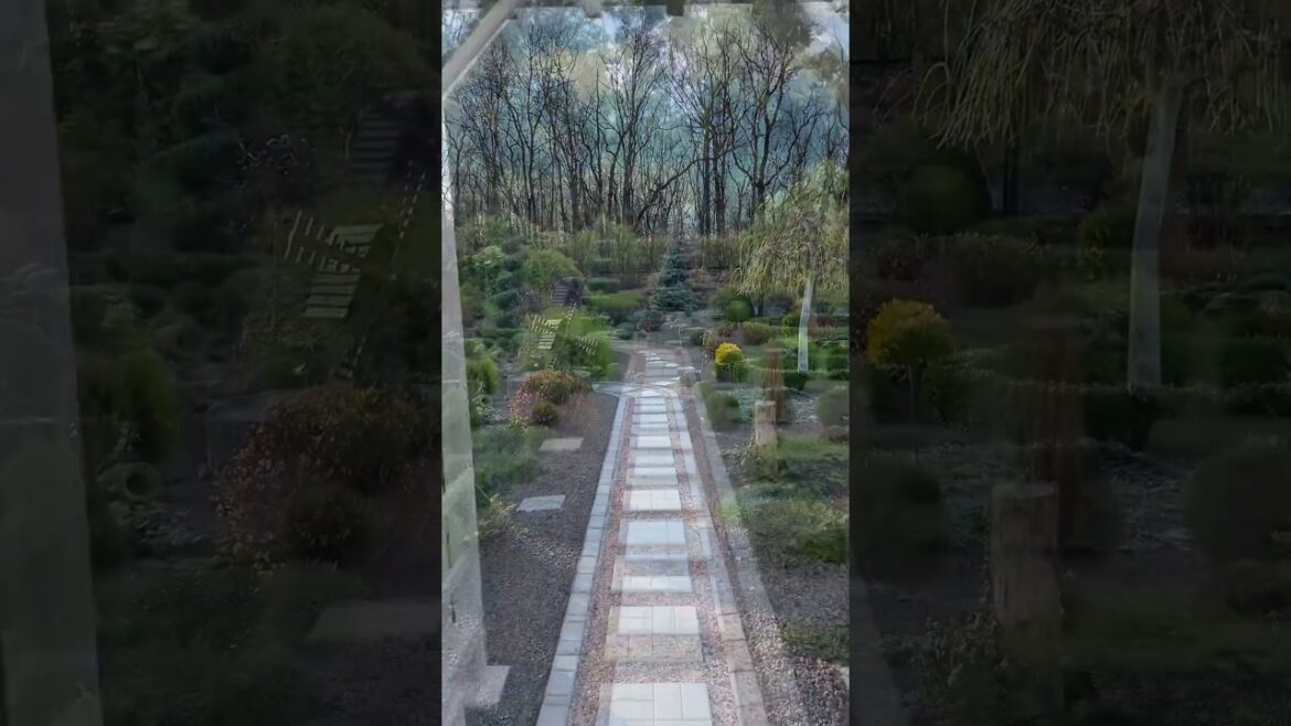 Evergreens are a real decoration of the garden #garden #design #decor #shorts Evergreens are a real decoration of the garden #garden #design #decor #shorts