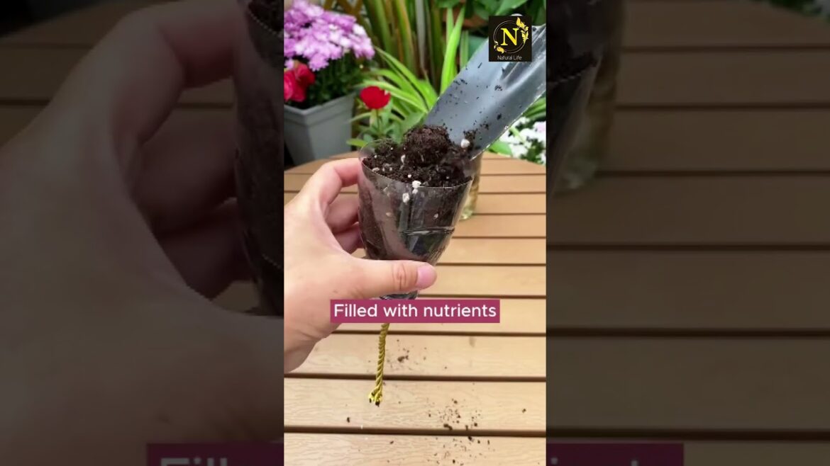 Instructions for growing plants in plastic bottles #youtubeshorts #shorts #shortvideo #shortsvideo Instructions for growing plants in plastic bottles #youtubeshorts #shorts #shortvideo #shortsvideo