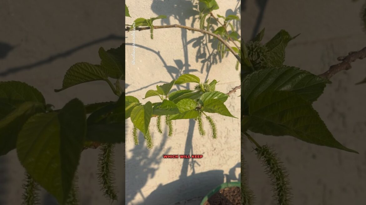 Lot of mulberries #containergardening