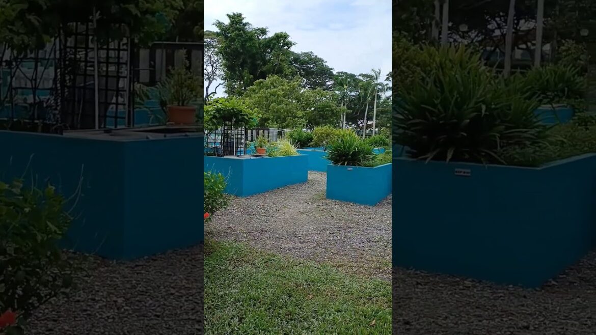 Edible Garden City # Vegetable #Edible plants