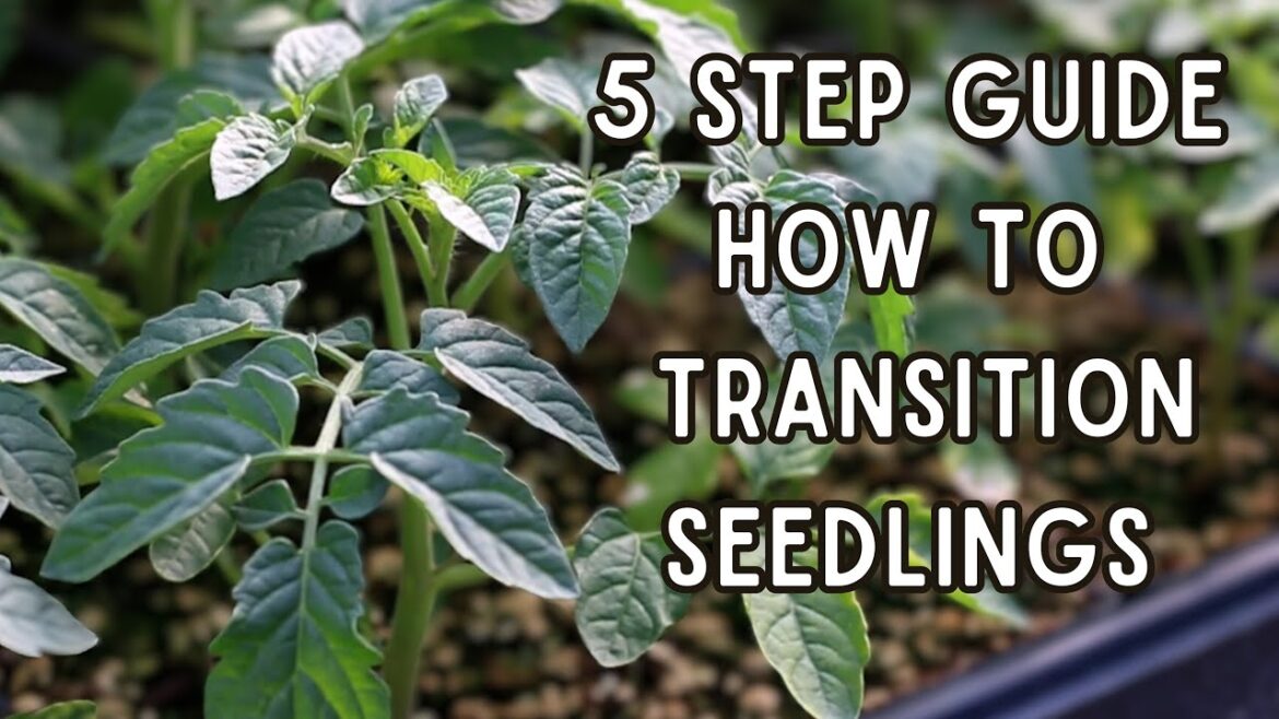 MIgardener: How To Harden Off Seedlings For AMAZING Results With This QUICK 5-Step Process! How To Harden Off Seedlings For AMAZING Results With This QUICK 5-Step Process!