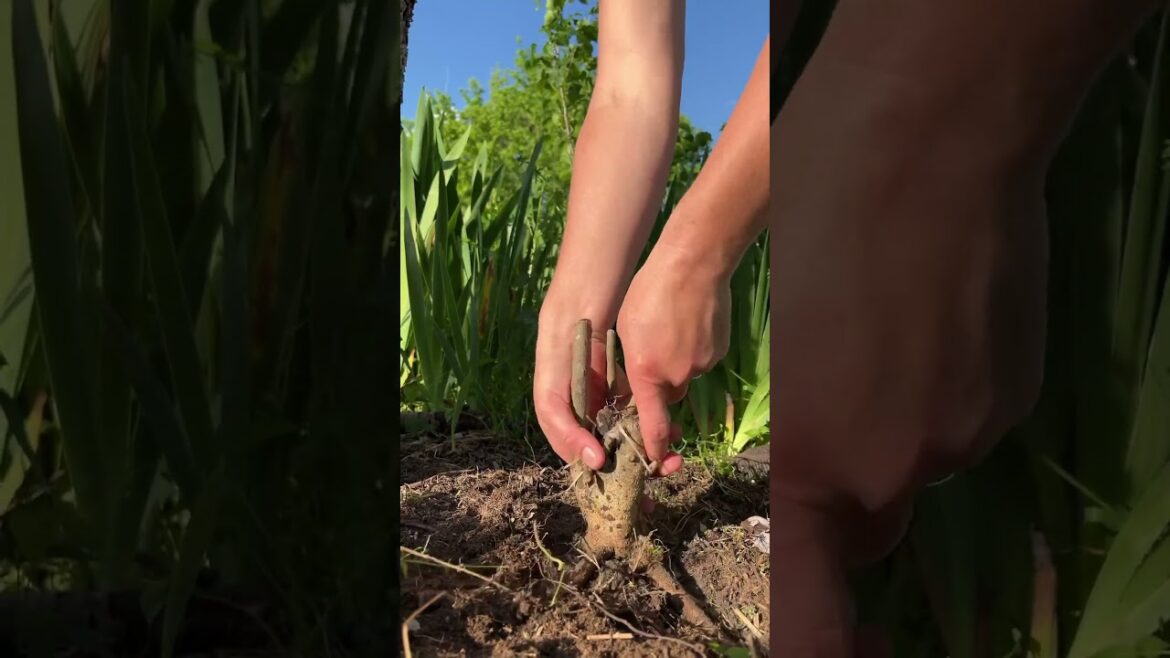 🌱Clearing out my Flower bed, #flowers // GARDENING// # #naturelovers #farming #gardenflowers #fypシ