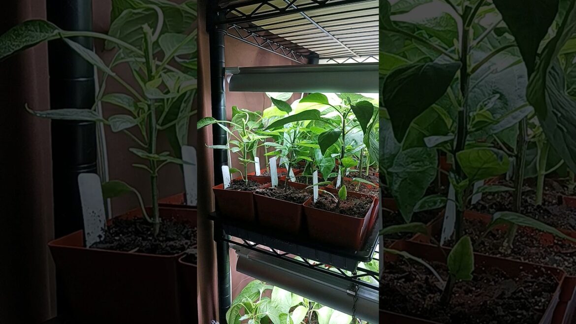 Itโs Tomato and Pepper Planting Time! ๐
๐ถ Itโs Tomato and Pepper Planting Time! ๐
๐ถ