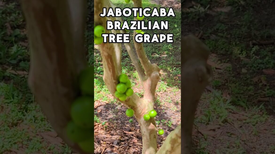 Jaboticaba (Jabuticaba, Brazilian Tree Grape) FRUITS Tropical Tree