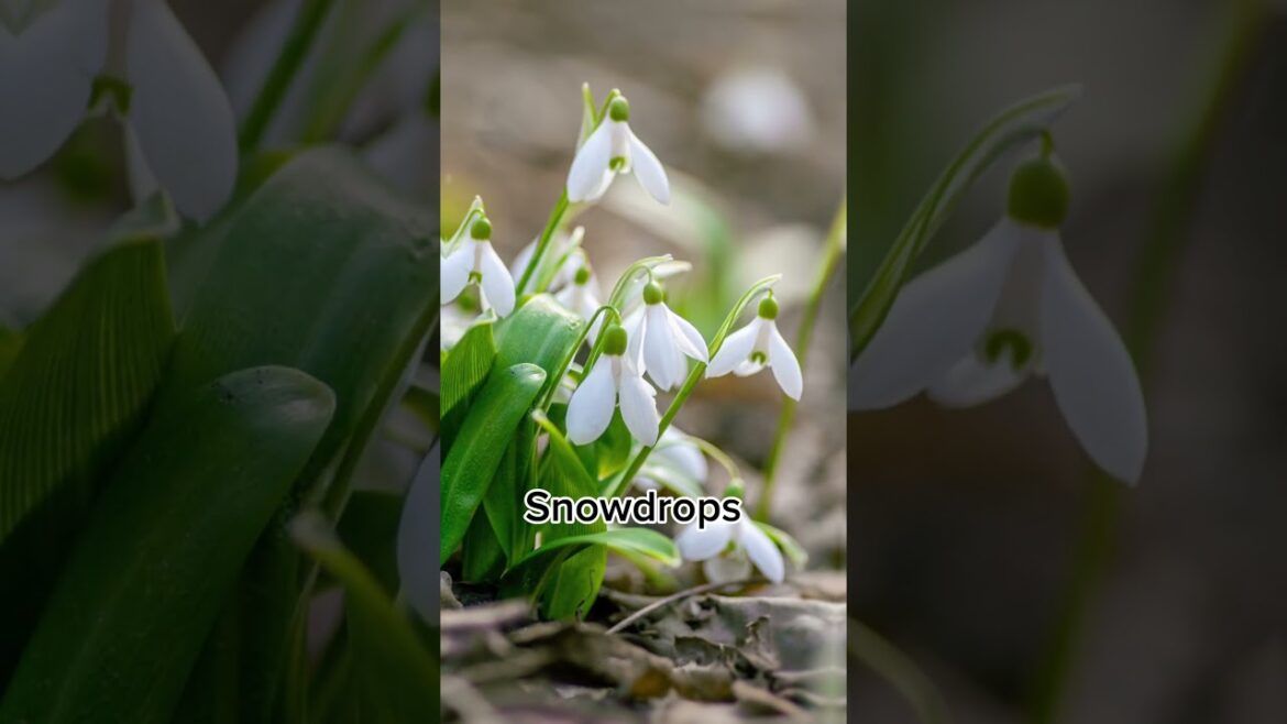 Gardening Flower Plants – Garden Renovation Ideas by Fullers Landscaping #gardening #shorts Gardening Flower Plants - Garden Renovation Ideas by Fullers Landscaping #gardening #shorts