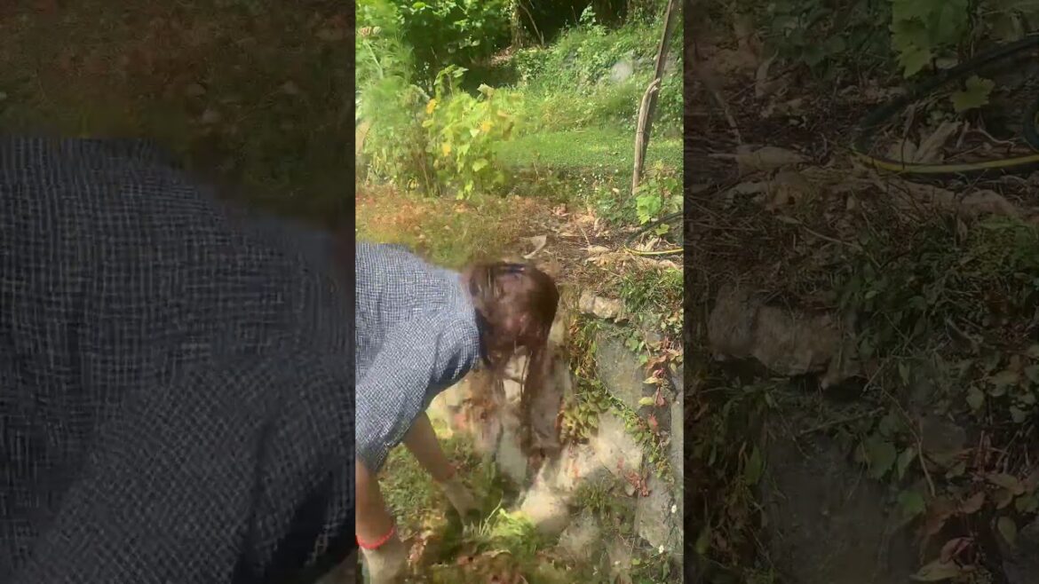 Garden Clean-up Day 10 Front and back yard  #garden