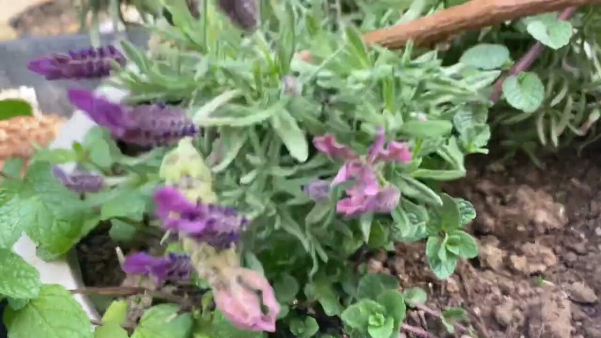 Container gardening taking care of your plants Container gardening taking care of your plants