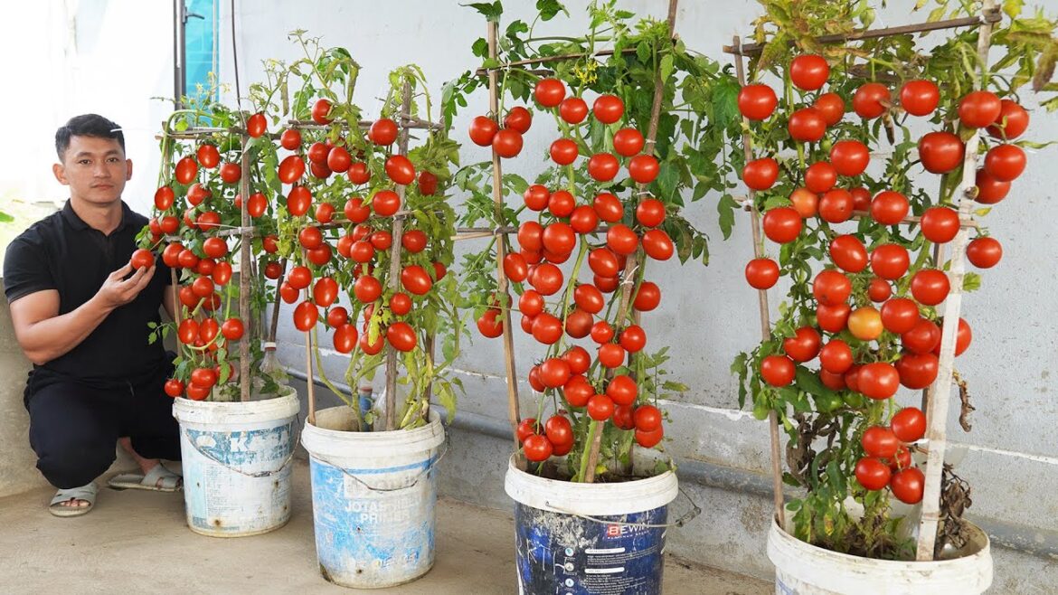 Maximizing Tomato Yield in Container Gardening
