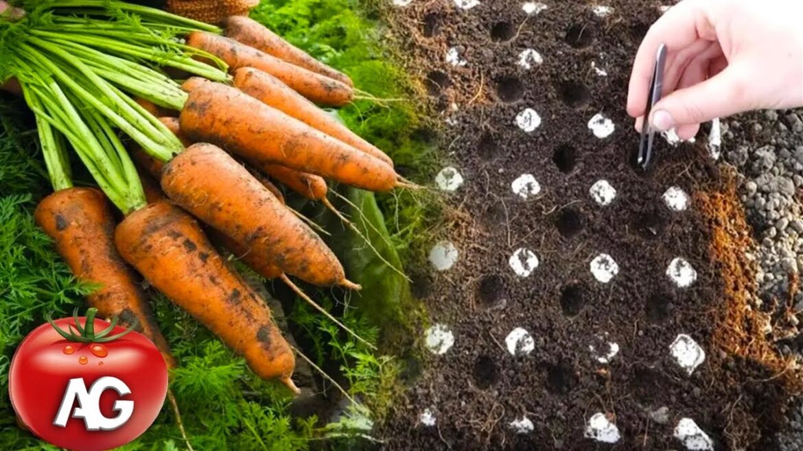 Genius way to sow carrots. No more carrot thinning or weeding from seed to harvest Genius way to sow carrots. No more carrot thinning or weeding from seed to harvest