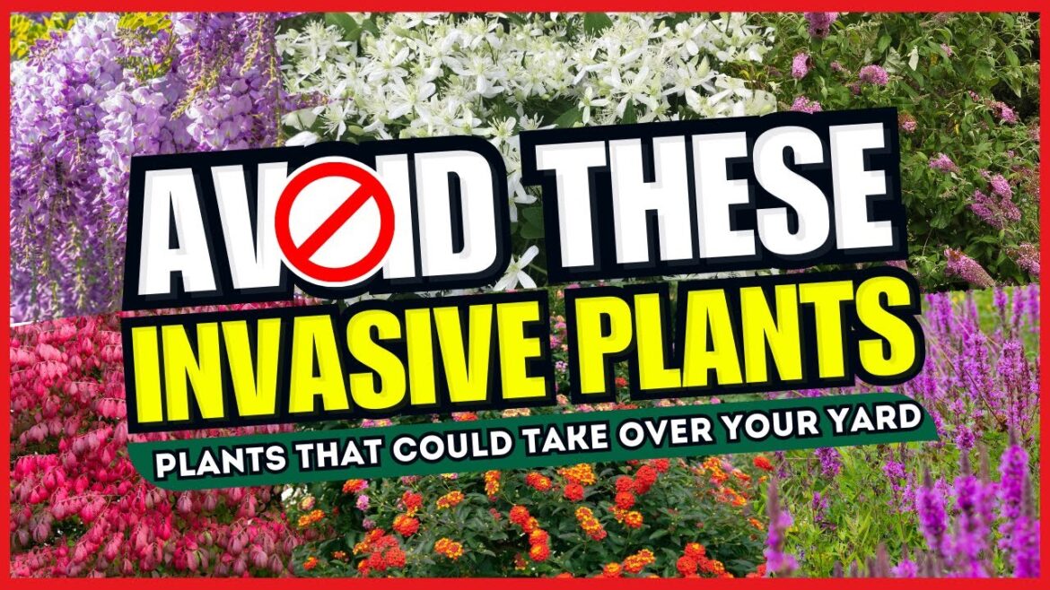 π« AVOID THESE βοΈ Top 10 Invasive Plants That Could TAKE OVER Your Yard! π±π₯ π« AVOID THESE βοΈ Top 10 Invasive Plants That Could TAKE OVER Your Yard! π±π₯