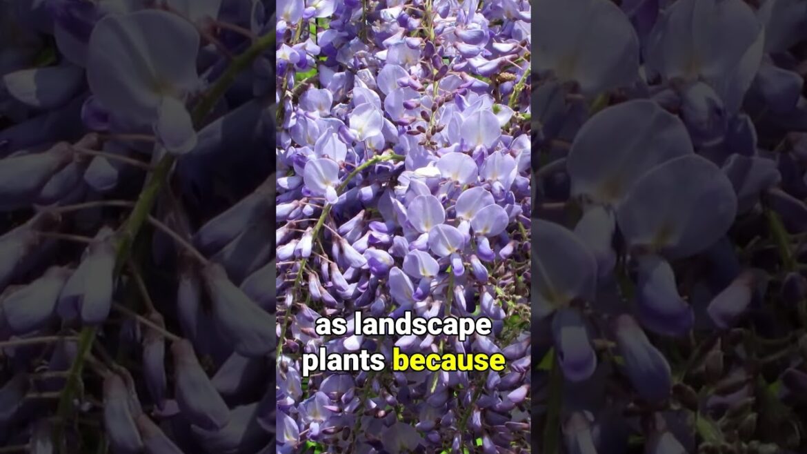 Asian WISTERIA Invasive Threat to Native Ecosystems!
