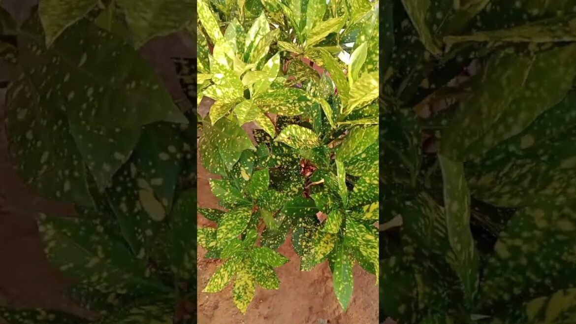 Croton#homegarden #gardening #flower #plants #garden#nature#beauty#