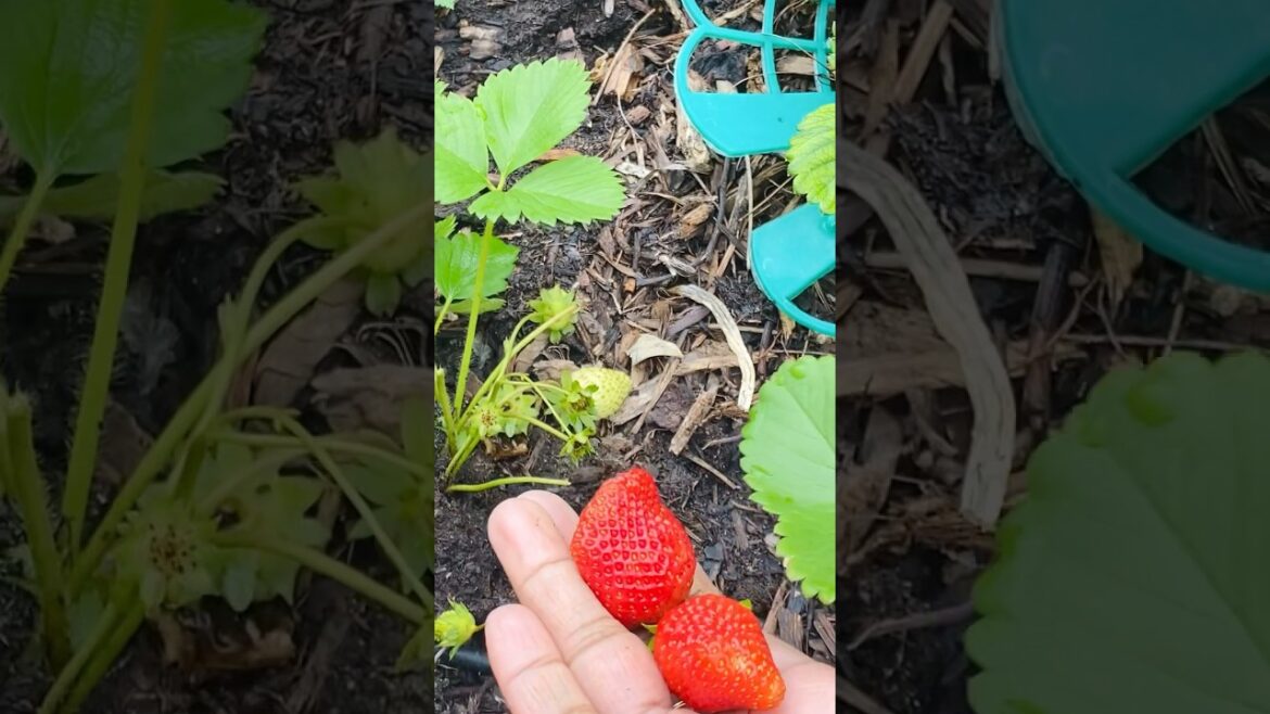 My garden strawberries #nature #harvesting #shorts