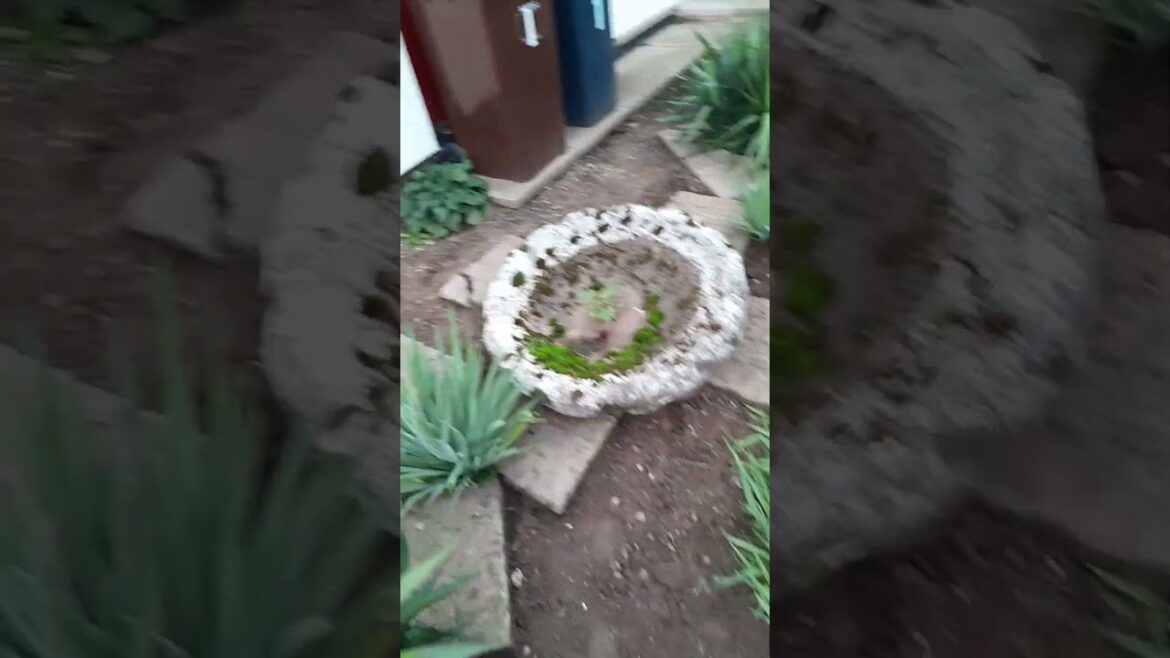 Weeding a garden | Birds Errand Support Services Weeding a garden | Birds Errand Support Services