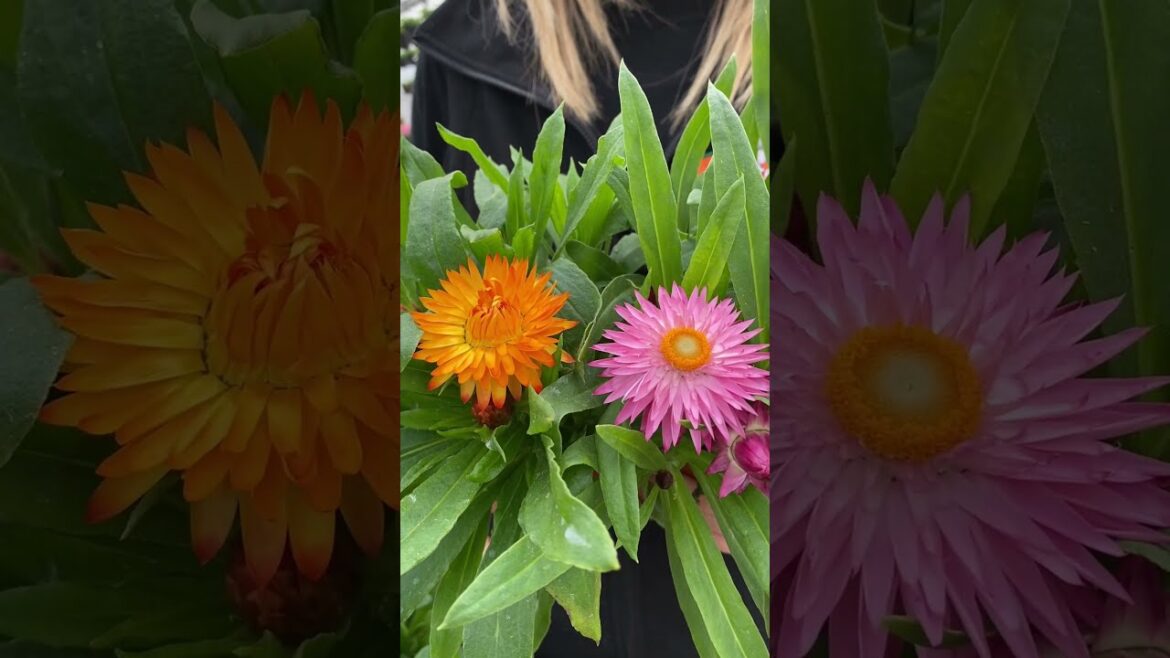 Bedding Plants You Can Plant RIGHT NOW! Bedding Plants You Can Plant RIGHT NOW!