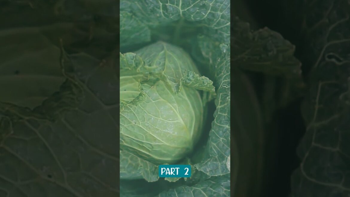 The Ultimate Guide to Vegetable Gardening Calendar PART2 #ecofriendly #sustainablefarming #farming