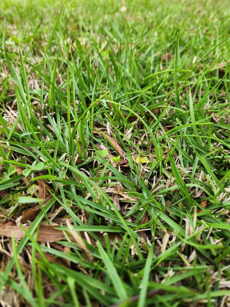 What type of grass is this? (New homeowner) What type of grass is this? (New homeowner)