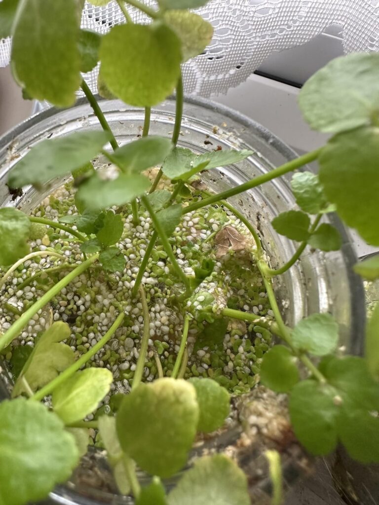 Here are some of my ecosystems