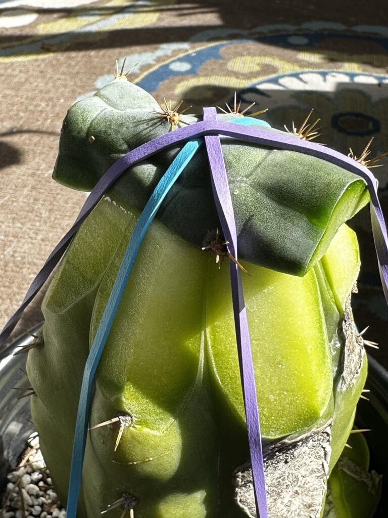 First time grafting
