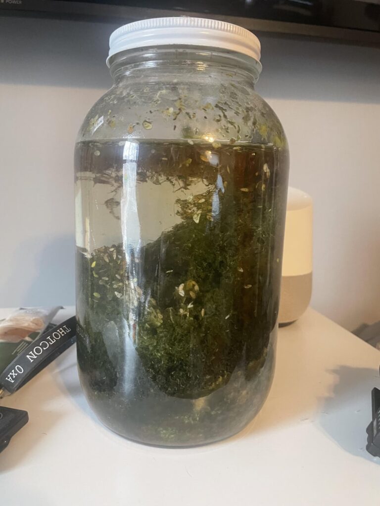 2 year old sealed ecosphere