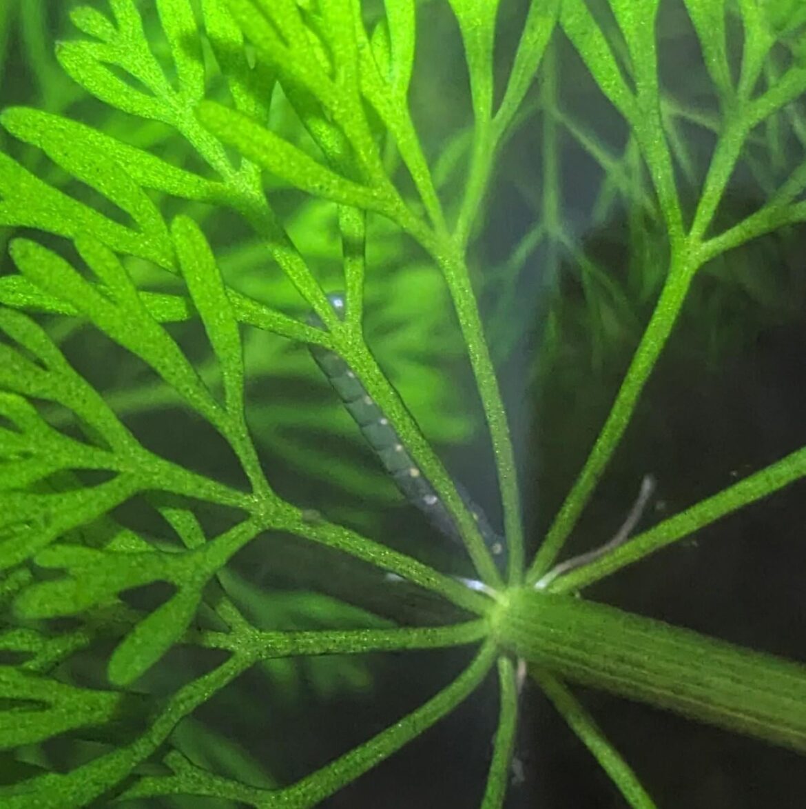Help me identify these eggs pls!