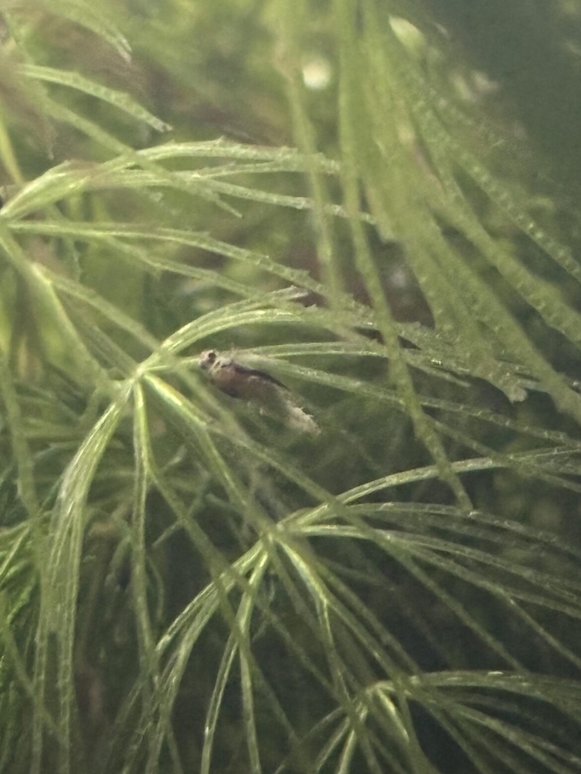 What is this creature?
