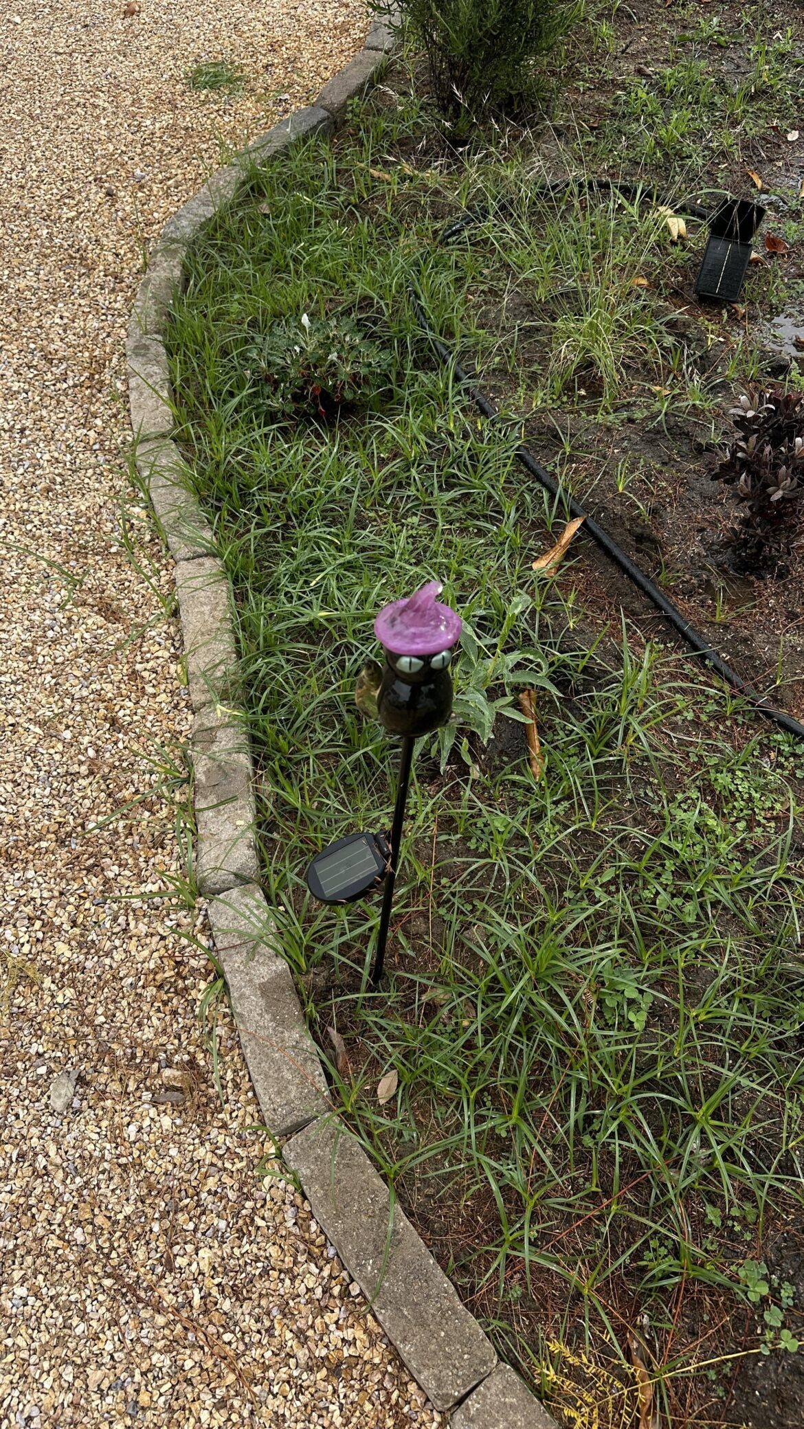 I removed my grass and it came back. Anyone way to remove these blades :( I paid gardener to remove the lawn it was great until recently weeks