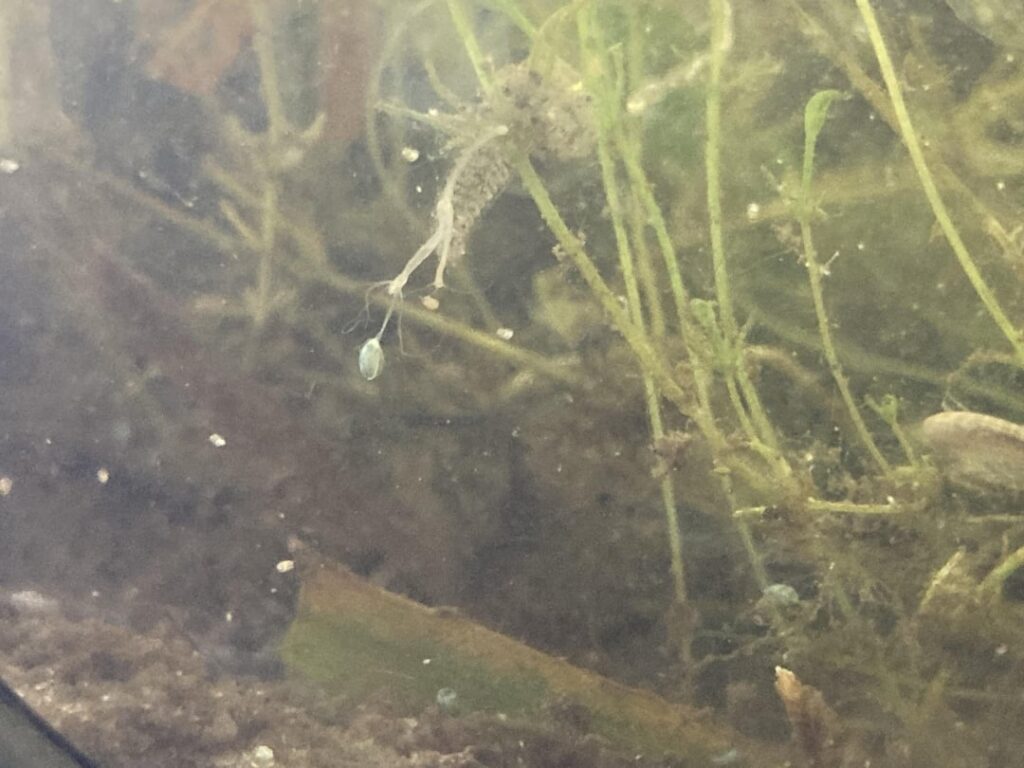 Do I finally have a medusa? Do I finally have a medusa?