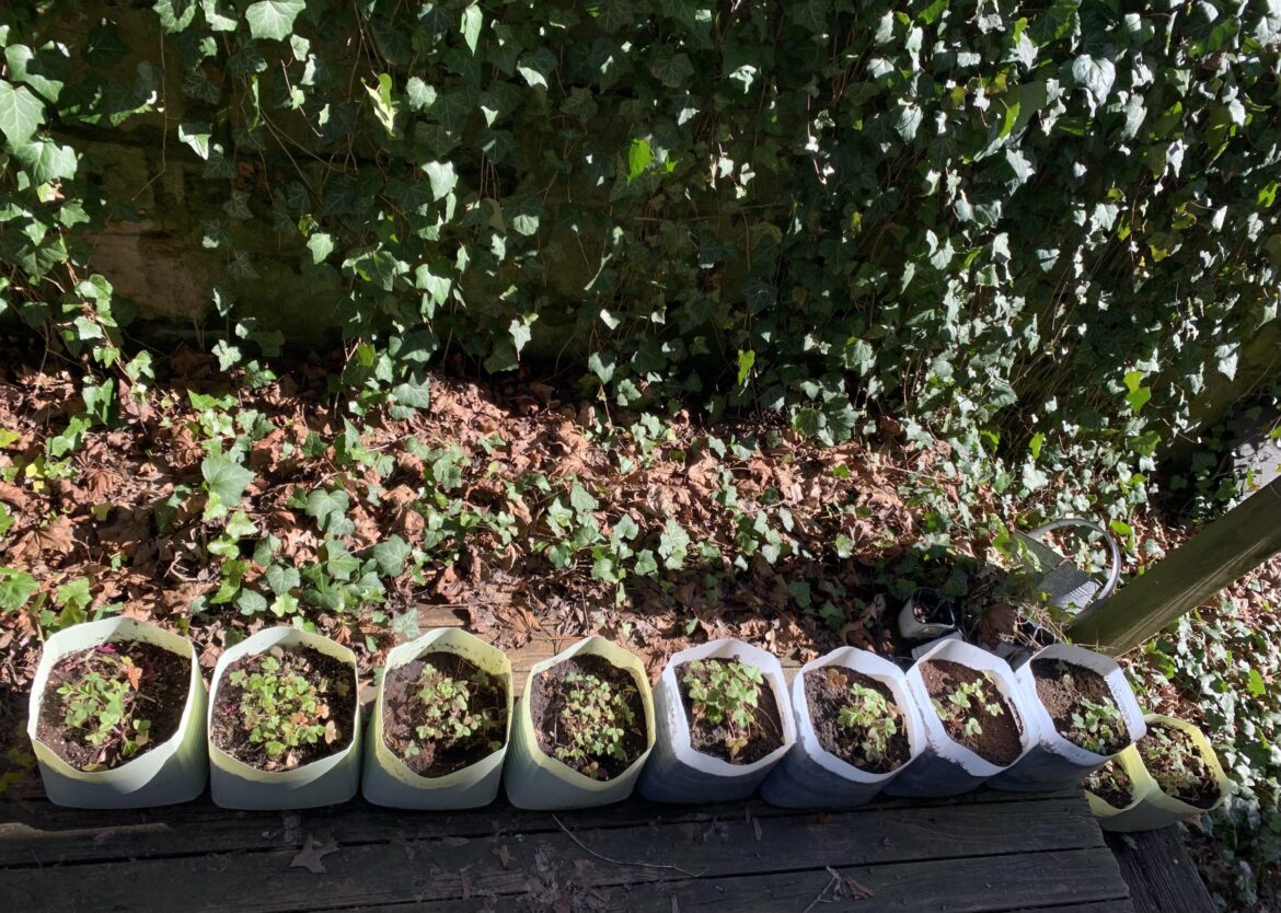 10 repurposed 14lb cat litter jugs planted with a melange of little strawberries