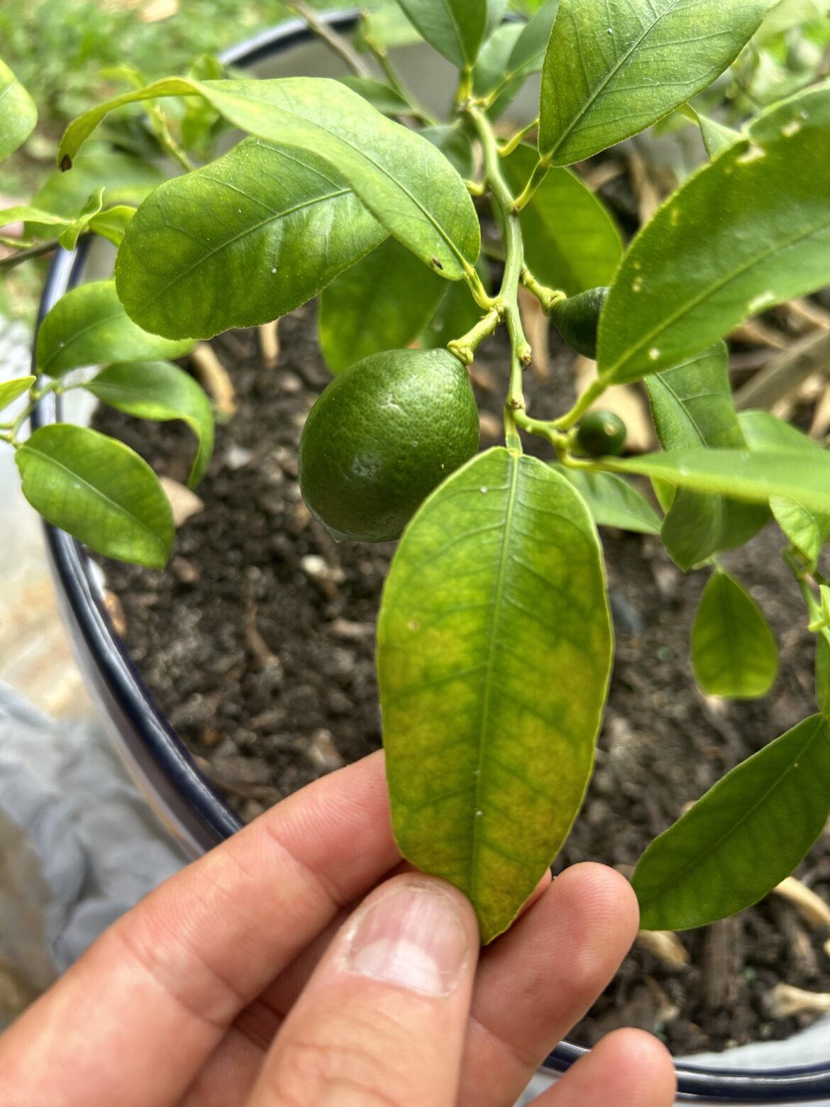 Help with my lemon and lime tree!