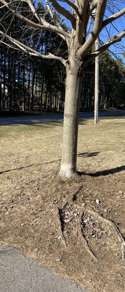 Trees roots growing into driveway and above grade. Can anything be done without losing the tree? Trees roots growing into driveway and above grade. Can anything be done without losing the tree?