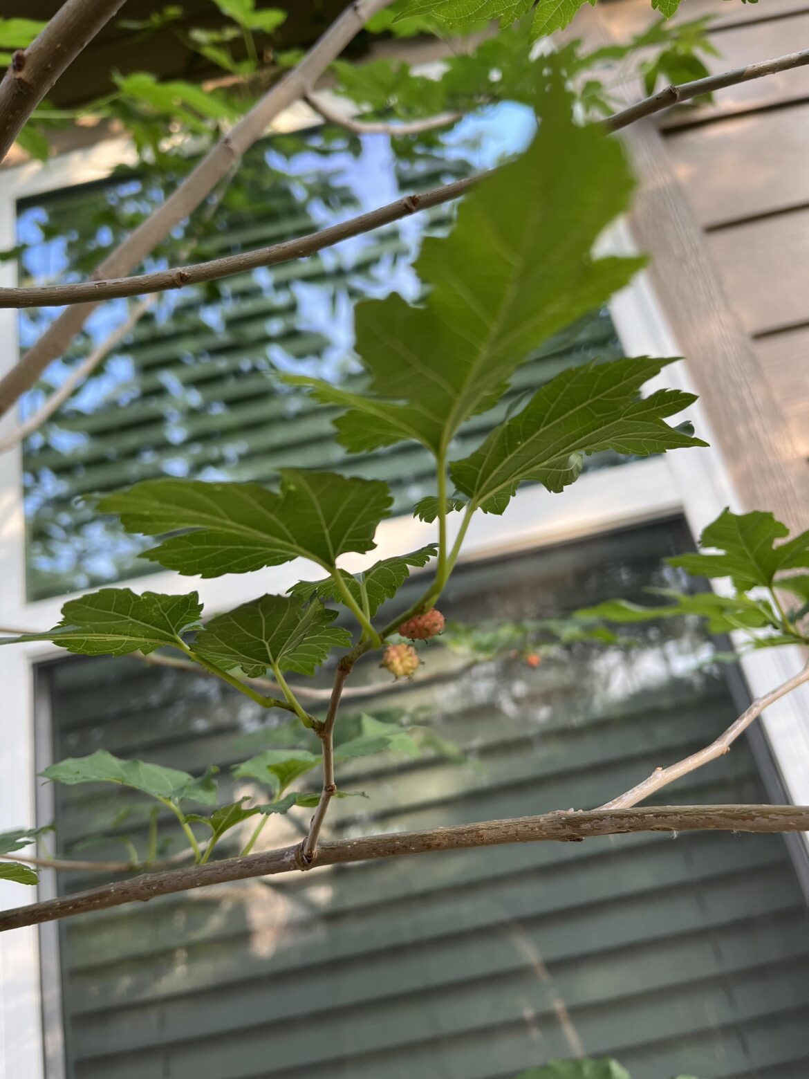 What kind of berries are these?