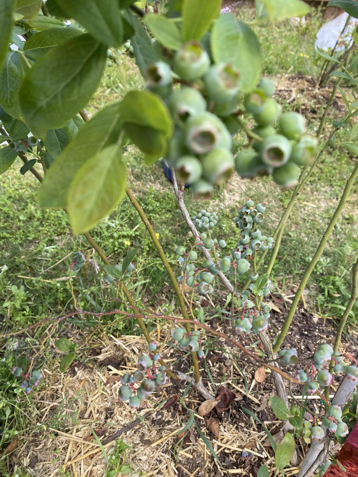 My Blueberries are pushing weight here in Zone 8b.