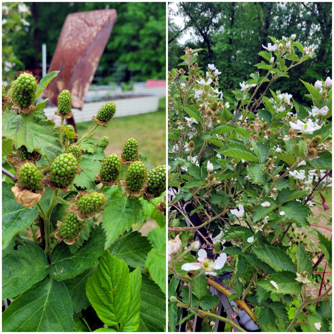 Lots and LOTS of blackberries coming this year!