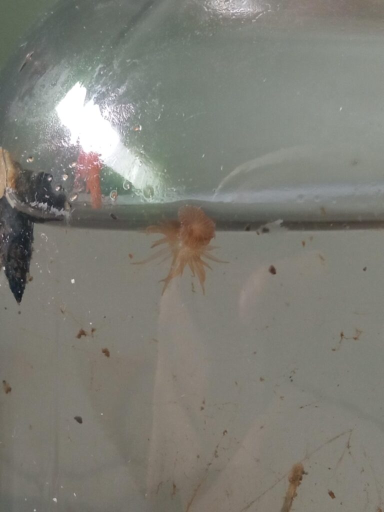Help identify