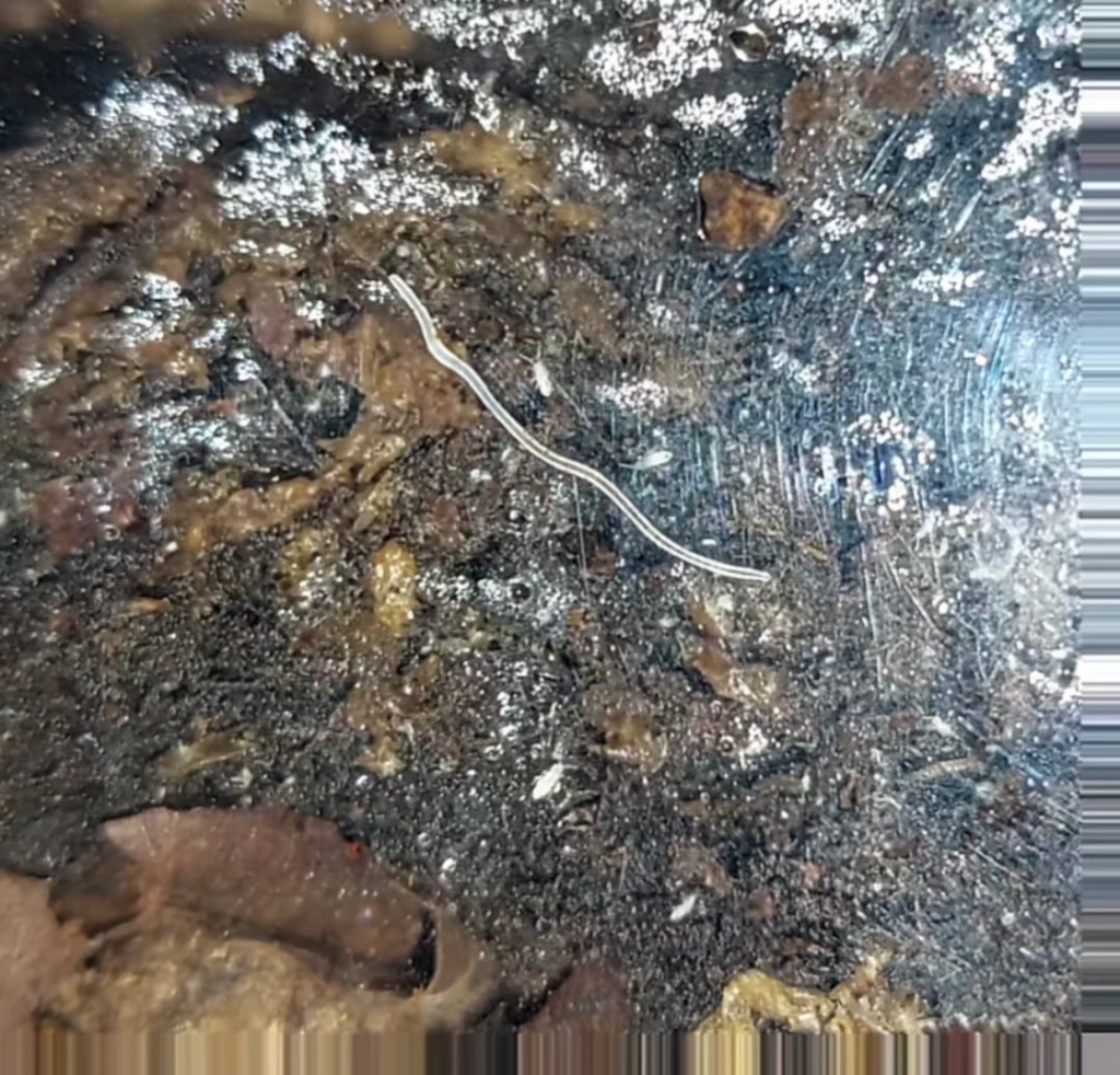 Nematode or something else?