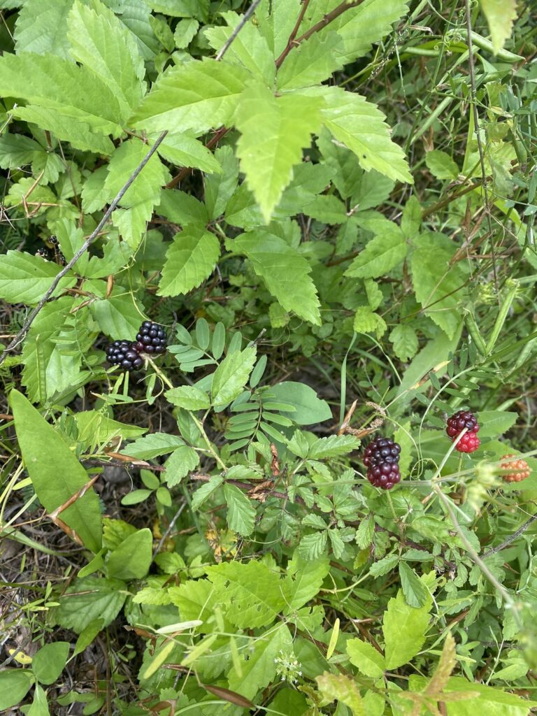 What are these berries and are they edible?
