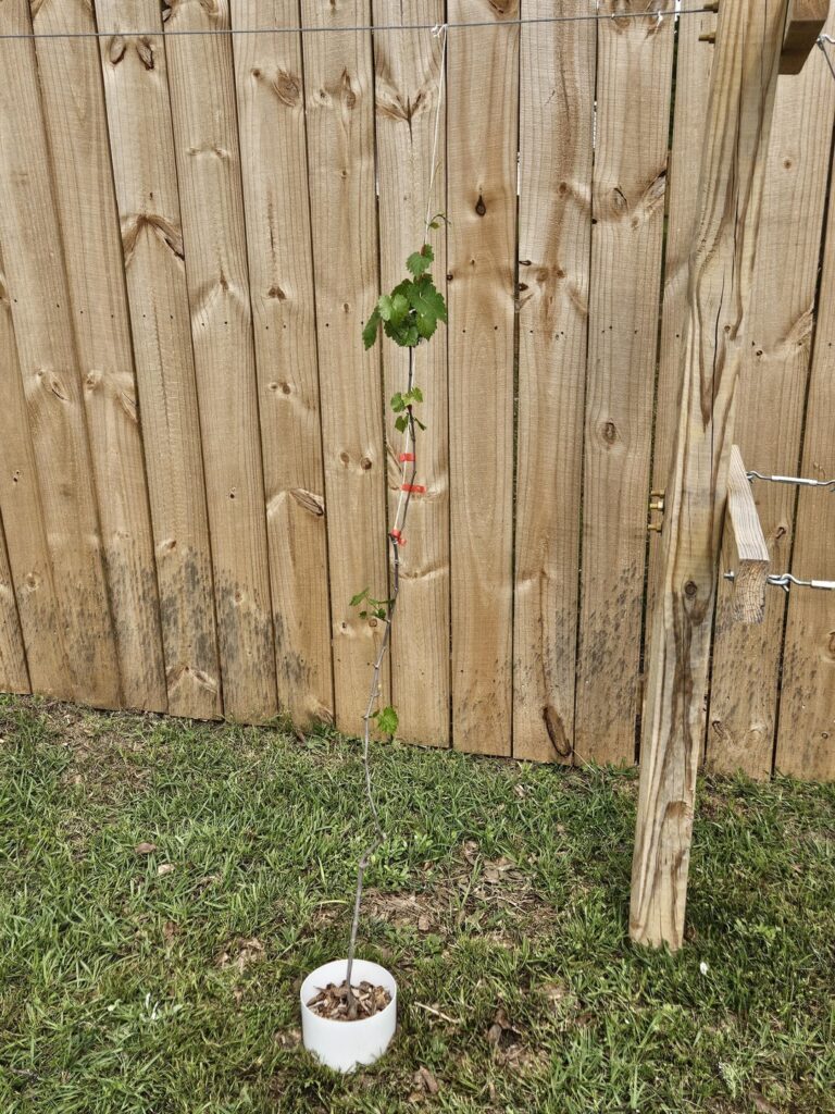 Scuppernongs