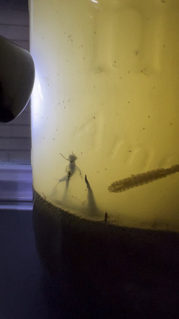 Filled This Jar With Dirt/Mud/Water From A Small Pool Of Standing Water Yesterday Evening. Already Fascinated By It