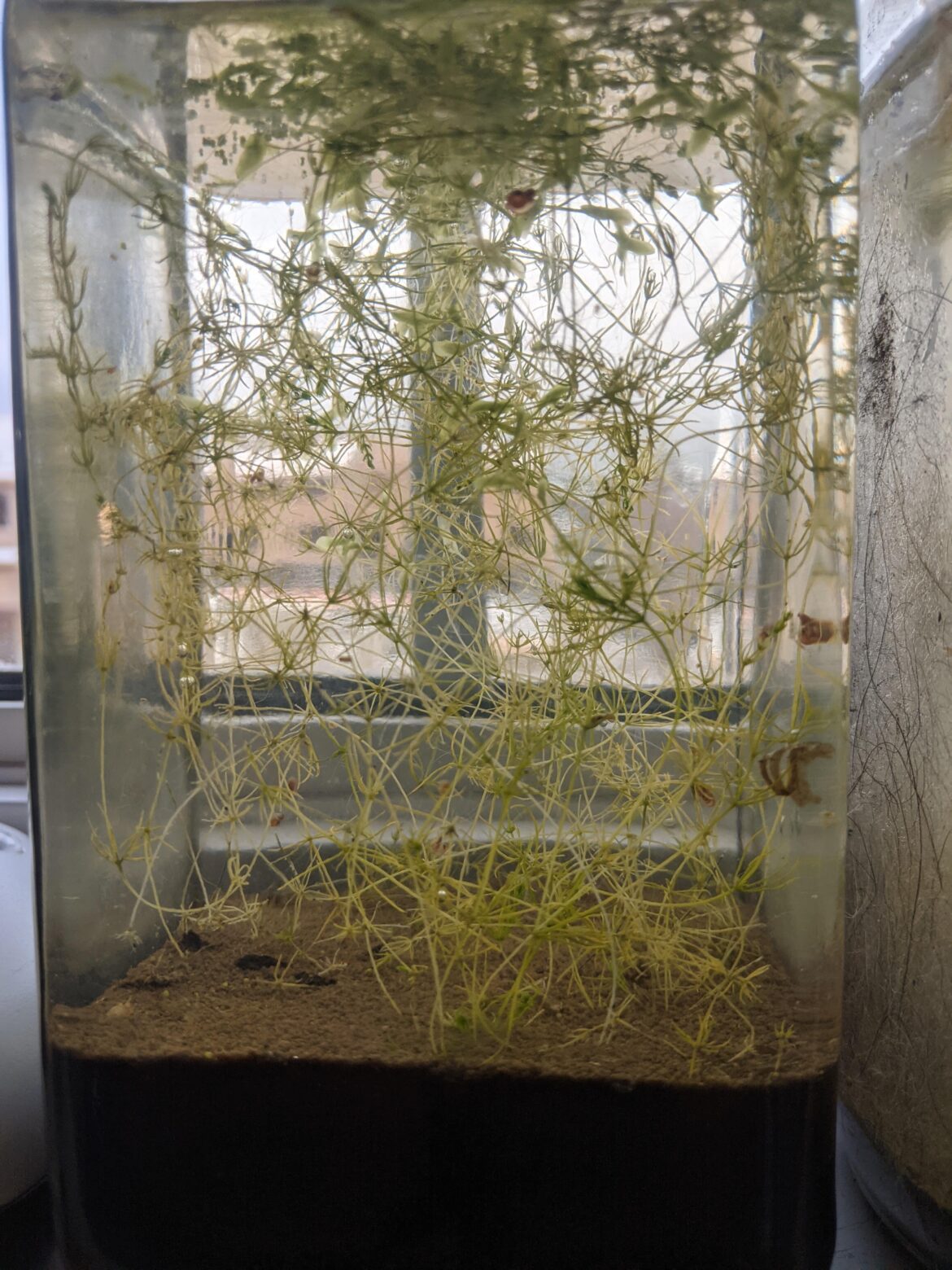 3 year old ecosphere