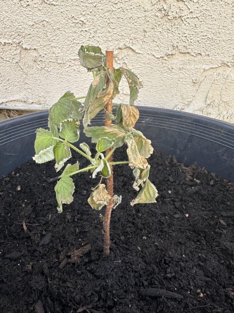 What’s wrong with my recently transplanted raspberry and blackberry bushes?