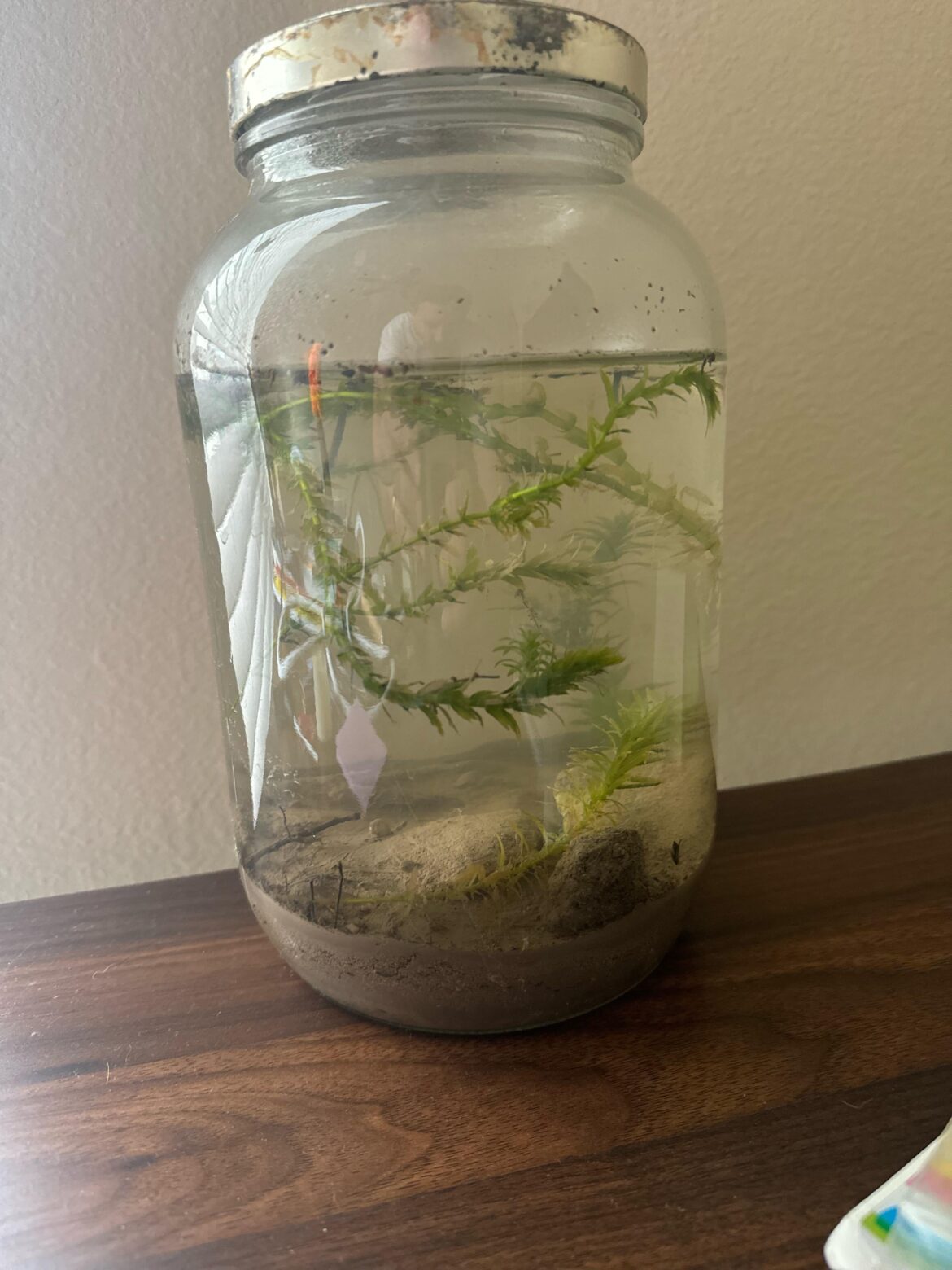 Found a snail in this ecosphere I just made. Should I poke holes in top? Was gonna make it a closed system but I want the snail to live long.