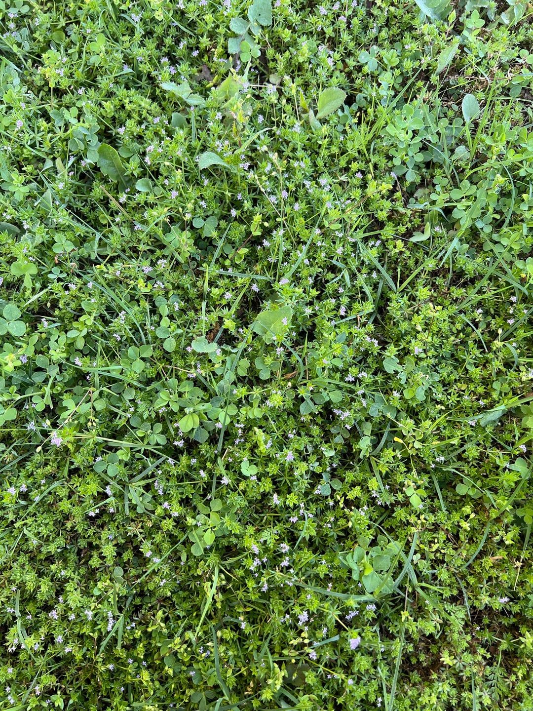 How do I kill weeds without killing grass? All For Gardening