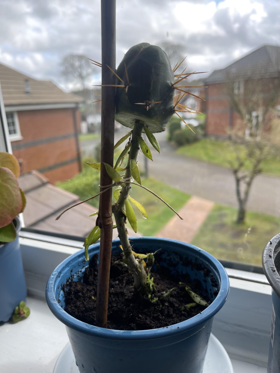 First ever graft