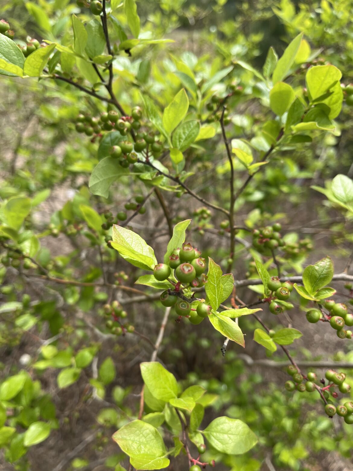 Can anyone identify this ?